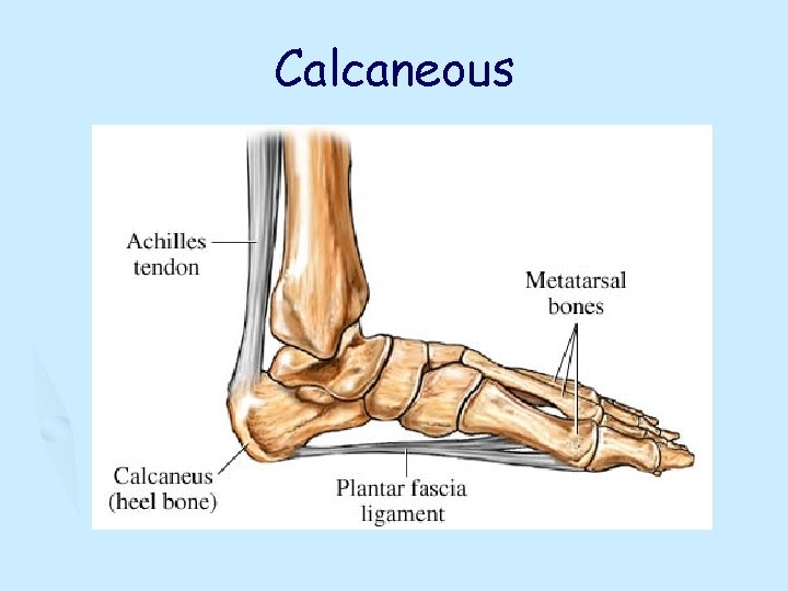 Calcaneous 