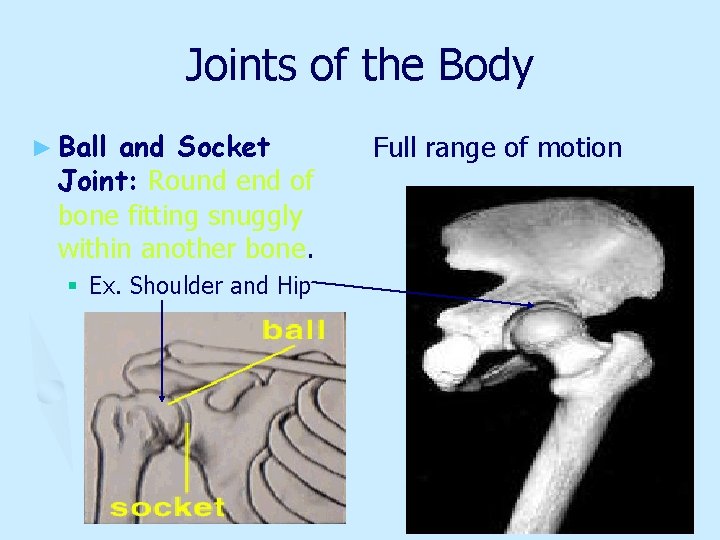 Joints of the Body ► Ball and Socket Joint: Round end of bone fitting