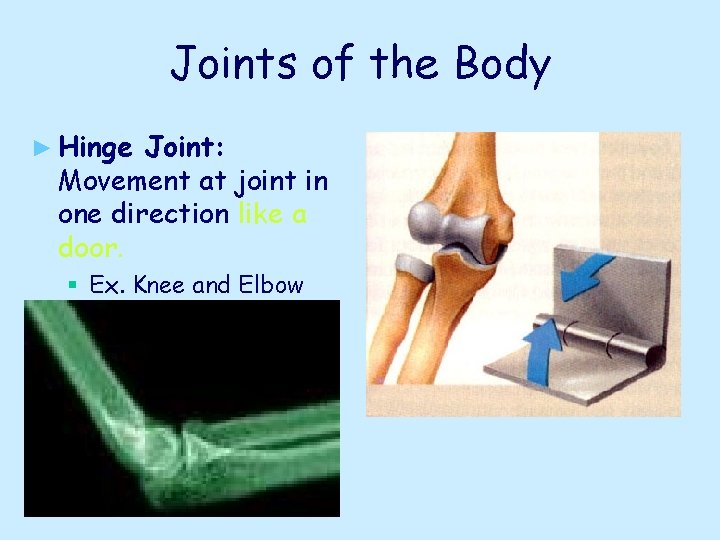 Joints of the Body ► Hinge Joint: Movement at joint in one direction like