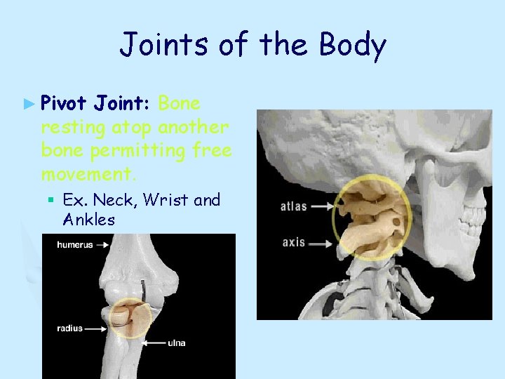 Joints of the Body ► Pivot Joint: Bone resting atop another bone permitting free Joints of the Body ► Pivot Joint: Bone resting atop another bone permitting free