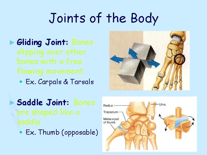 Joints of the Body ► Gliding Joint: Bones slipping over other bones with a