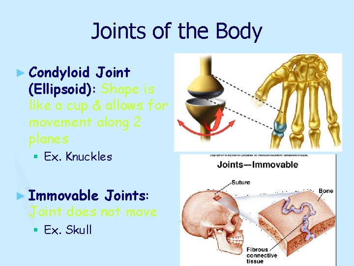 Joints of the Body ► Condyloid Joint (Ellipsoid): Shape is like a cup &