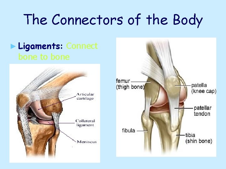 The Connectors of the Body ► Ligaments: Connect bone to bone 