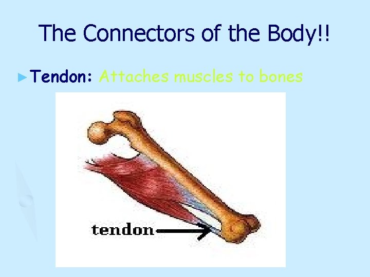 The Connectors of the Body!! ► Tendon: Attaches muscles to bones 