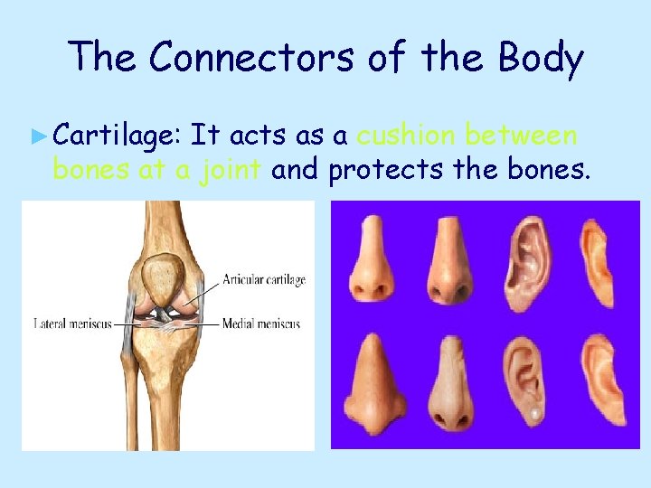 The Connectors of the Body ► Cartilage: It acts as a cushion between bones