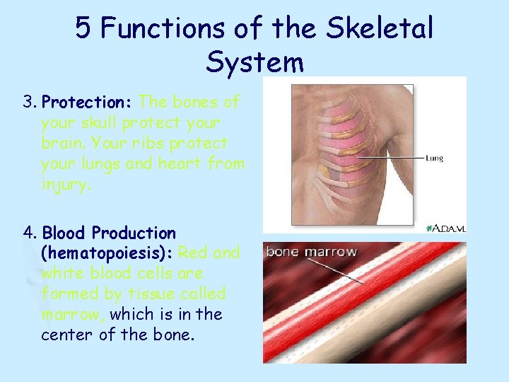 5 Functions of the Skeletal System 3. Protection: The bones of your skull protect