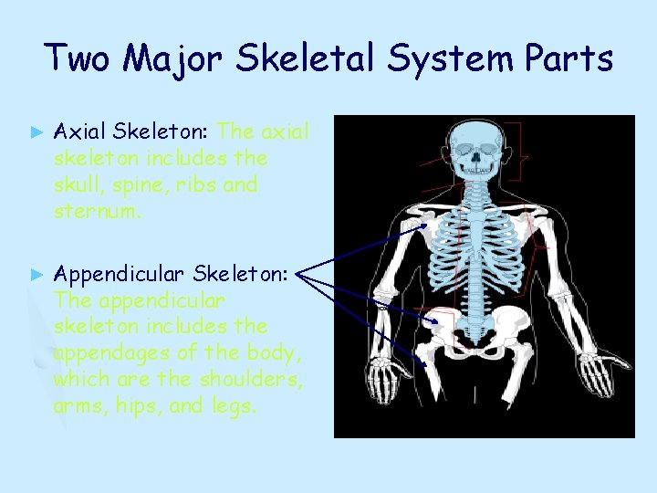 Two Major Skeletal System Parts ► Axial Skeleton: The axial skeleton includes the skull,