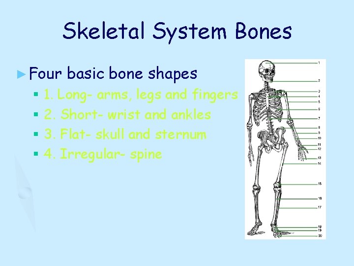 Skeletal System Bones ► Four basic bone shapes § 1. Long- arms, legs and