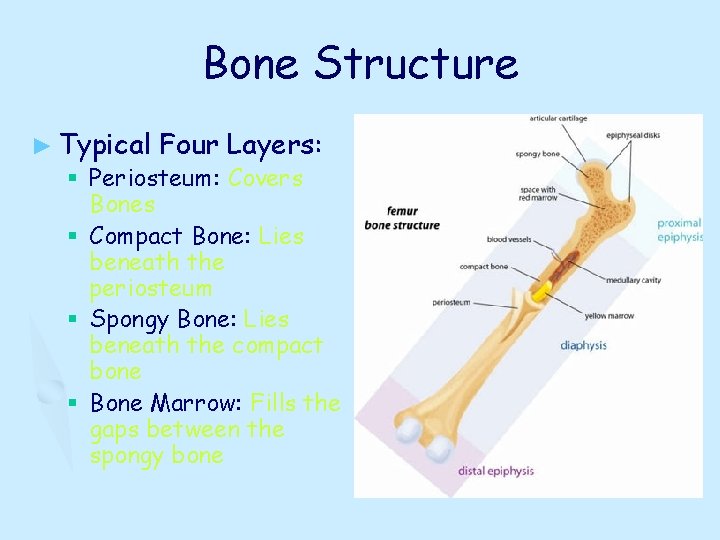 Bone Structure ► Typical Four Layers: § Periosteum: Covers Bones § Compact Bone: Lies