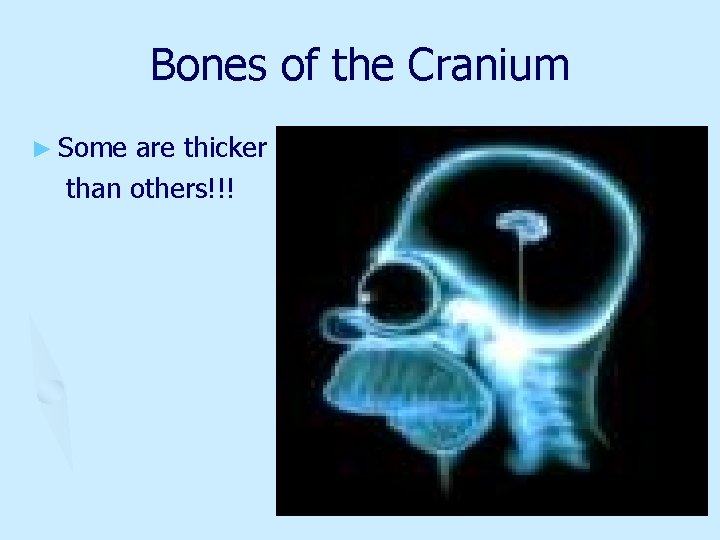 Bones of the Cranium ► Some are thicker than others!!! 
