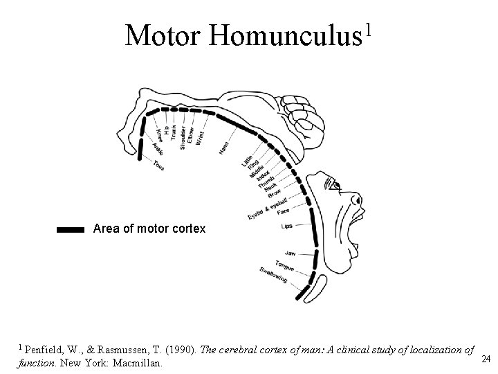 Motor Homunculus 1 Area of motor cortex Penfield, W. , & Rasmussen, T. (1990).