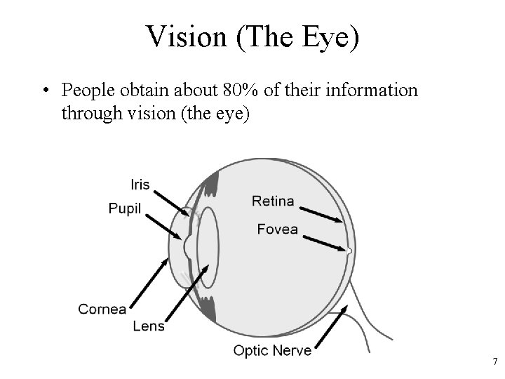 Vision (The Eye) • People obtain about 80% of their information through vision (the