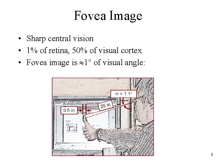 Fovea Image • Sharp central vision • 1% of retina, 50% of visual cortex