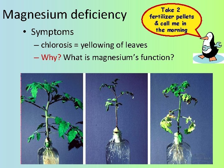 Magnesium deficiency • Symptoms Take 2 fertilizer pellets & call me in the morning