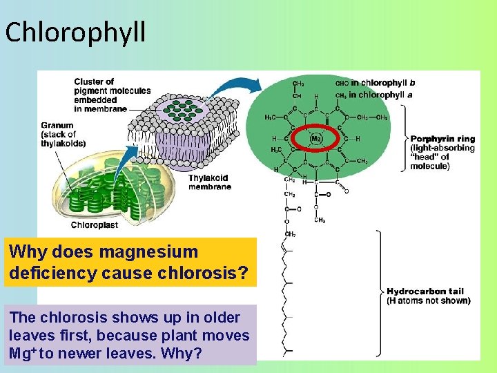 Chlorophyll Why does magnesium deficiency cause chlorosis? The chlorosis shows up in older leaves