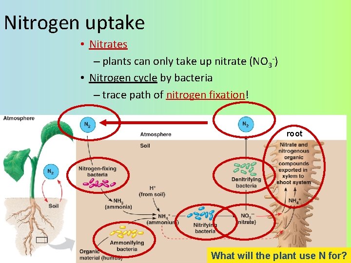 Nitrogen uptake • Nitrates – plants can only take up nitrate (NO 3 -)