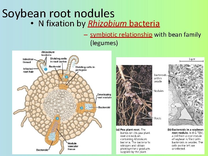 Soybean root nodules • N fixation by Rhizobium bacteria – symbiotic relationship with bean