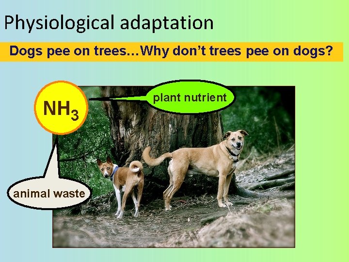 Physiological adaptation Dogs pee on trees…Why don’t trees pee on dogs? NH 3 animal