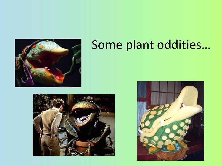 Some plant oddities… 2006 -2007 
