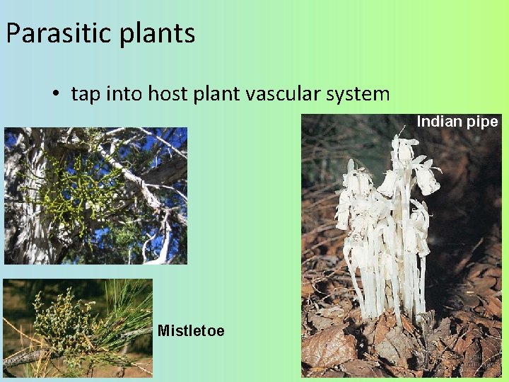 Parasitic plants • tap into host plant vascular system Indian pipe Mistletoe 