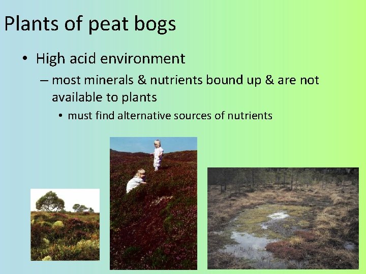 Plants of peat bogs • High acid environment – most minerals & nutrients bound
