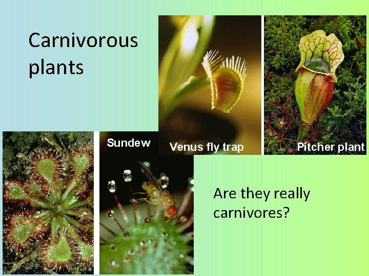 Carnivorous plants Sundew Venus fly trap Pitcher plant Are they really carnivores? 