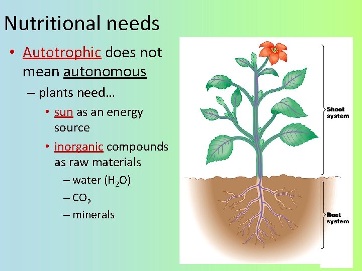 Nutritional needs • Autotrophic does not mean autonomous – plants need… • sun as