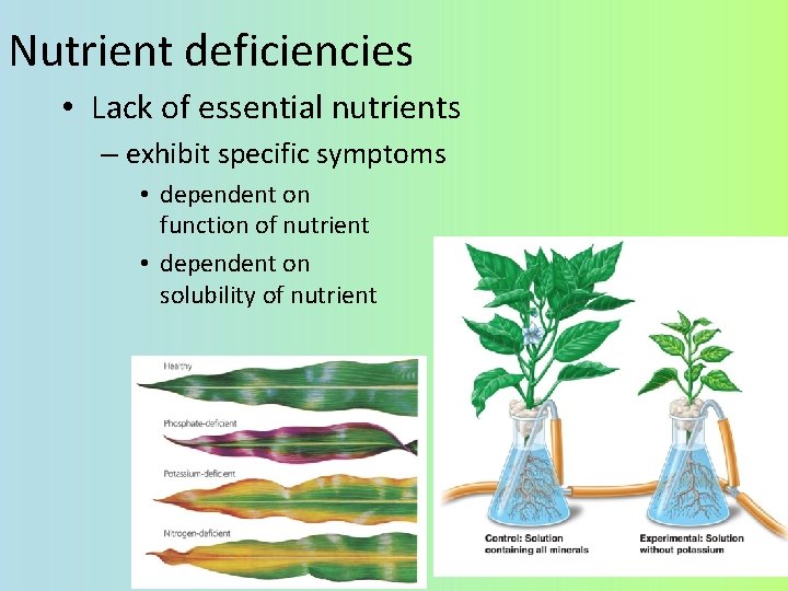 Nutrient deficiencies • Lack of essential nutrients – exhibit specific symptoms • dependent on