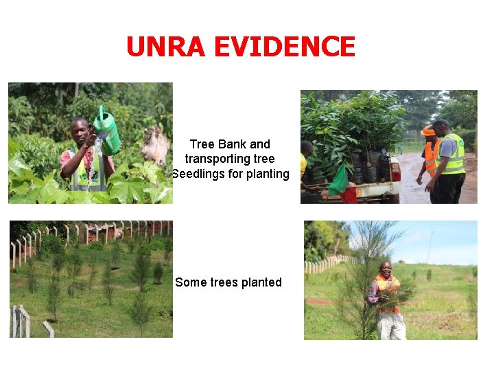 UNRA EVIDENCE Tree Bank and transporting tree Seedlings for planting Some trees planted 