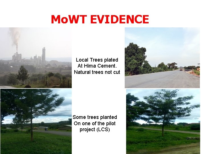 Mo. WT EVIDENCE Local Trees plated At Hima Cement. Natural trees not cut Some