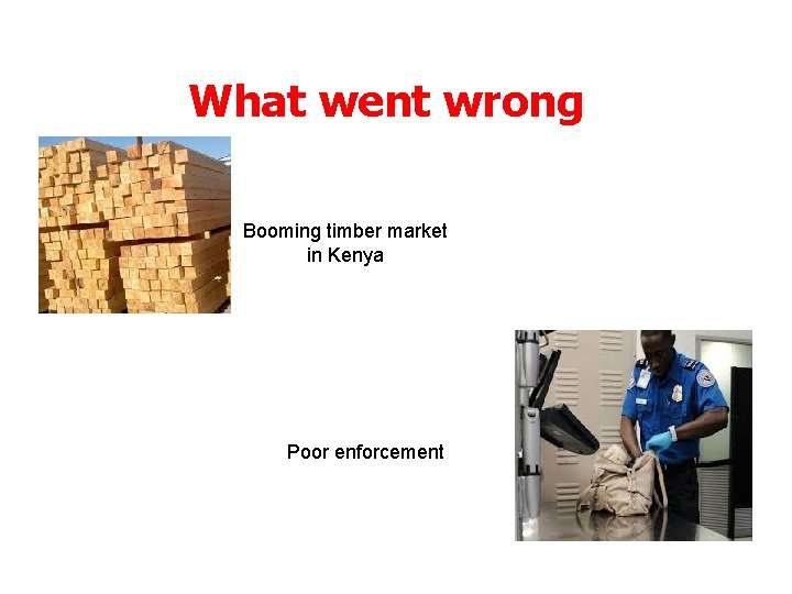 What went wrong Booming timber market in Kenya Poor enforcement 