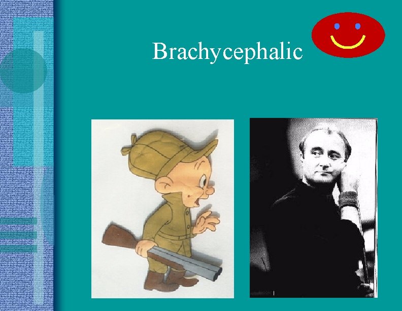 Brachycephalic 