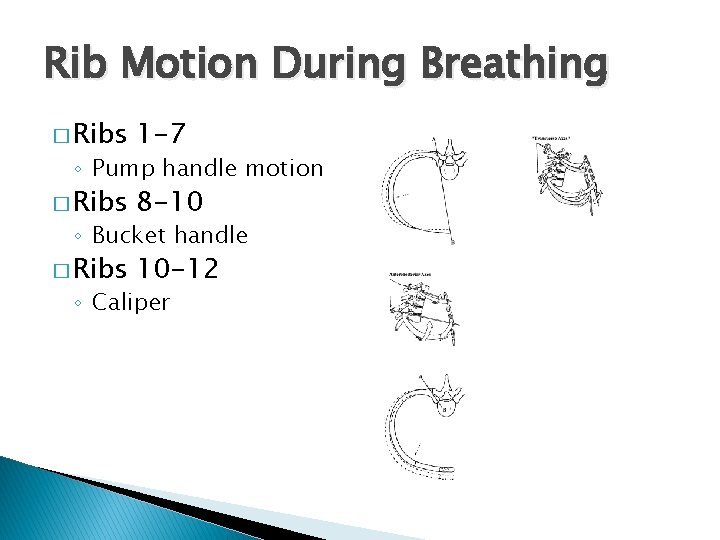 Rib Motion During Breathing � Ribs 1 -7 � Ribs 8 -10 � Ribs