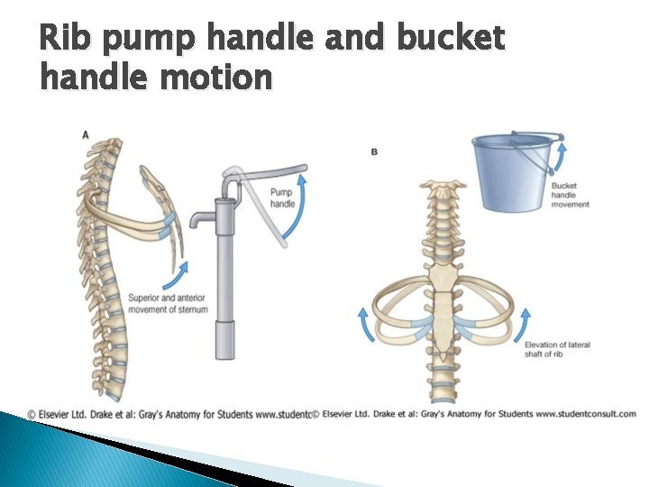 Rib pump handle and bucket handle motion 