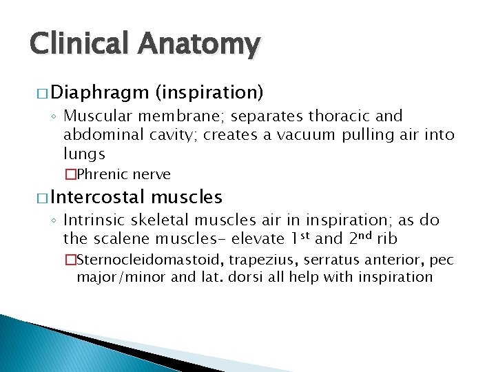 Clinical Anatomy � Diaphragm (inspiration) ◦ Muscular membrane; separates thoracic and abdominal cavity; creates
