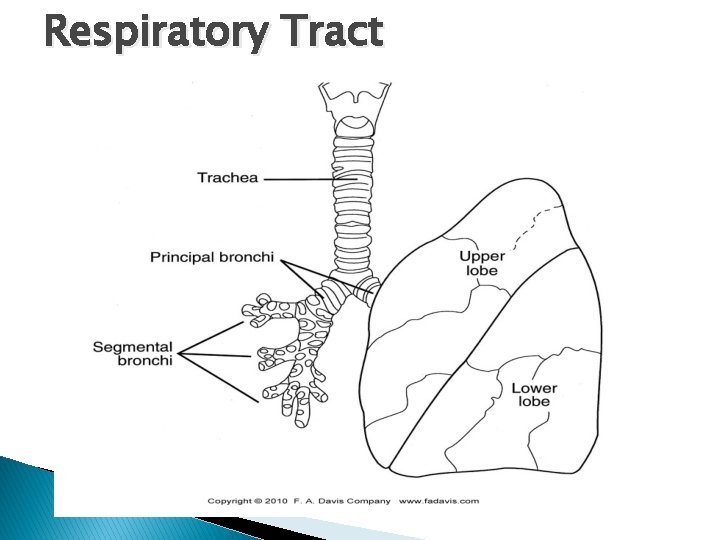 Respiratory Tract 