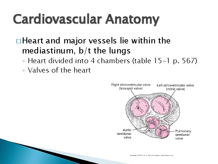 Cardiovascular Anatomy � Heart and major vessels lie within the mediastinum, b/t the lungs