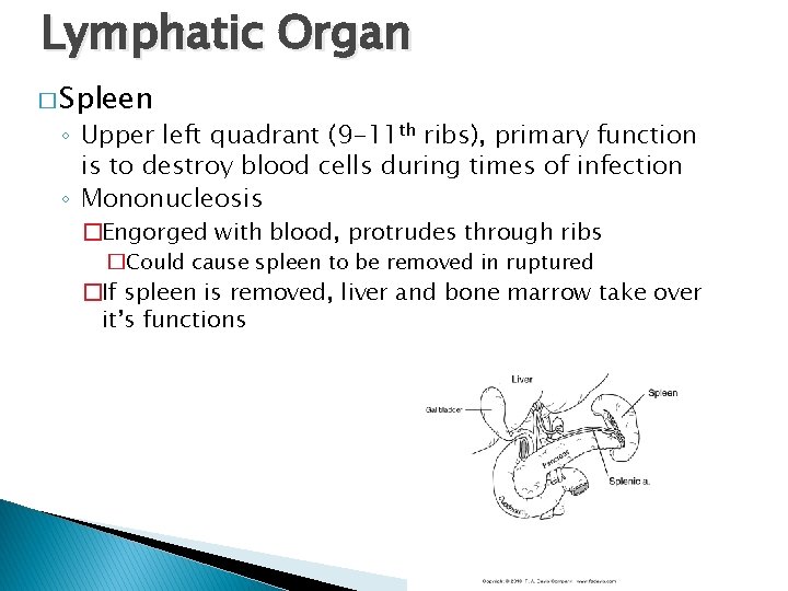 Lymphatic Organ � Spleen ◦ Upper left quadrant (9 -11 th ribs), primary function