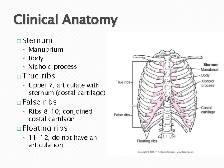 Clinical Anatomy � Sternum ◦ Manubrium ◦ Body ◦ Xiphoid process � True ribs