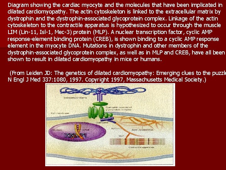 Diagram showing the cardiac myocyte and the molecules that have been implicated in dilated