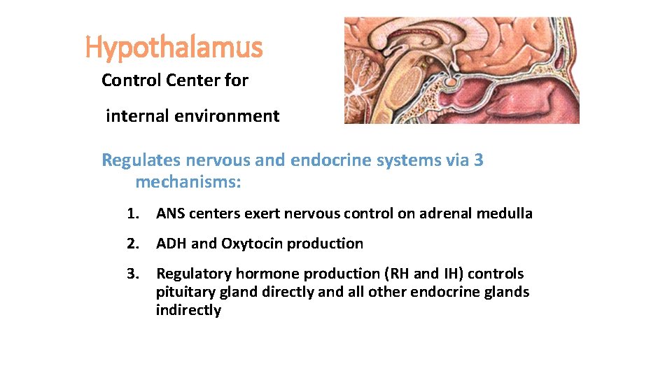 Hypothalamus Control Center for internal environment Regulates nervous and endocrine systems via 3 mechanisms: