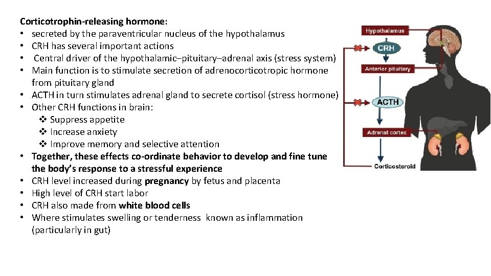 Corticotrophin-releasing hormone: • secreted by the paraventricular nucleus of the hypothalamus • CRH has