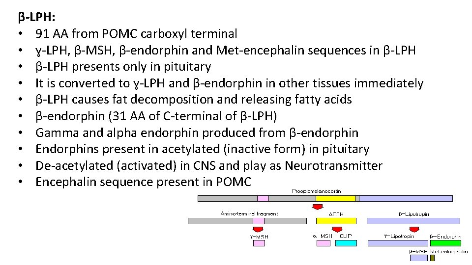 β-LPH: • 91 AA from POMC carboxyl terminal • ɣ-LPH, β-MSH, β-endorphin and Met-encephalin