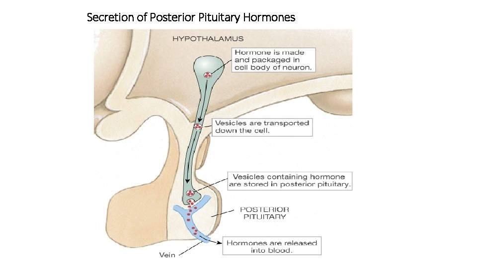 Secretion of Posterior Pituitary Hormones 