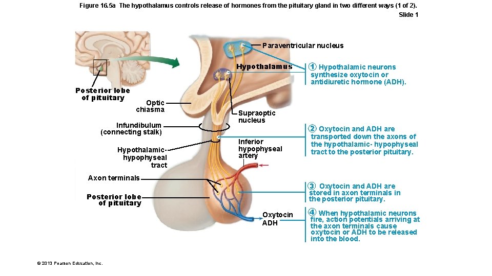 Figure 16. 5 a The hypothalamus controls release of hormones from the pituitary gland