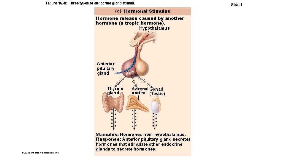 Figure 16. 4 c Three types of endocrine gland stimuli. Hormonal Stimulus Hormone release