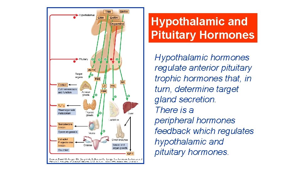 Hypothalamic and Pituitary Hormones Hypothalamic hormones regulate anterior pituitary trophic hormones that, in turn, Hypothalamic and Pituitary Hormones Hypothalamic hormones regulate anterior pituitary trophic hormones that, in turn,