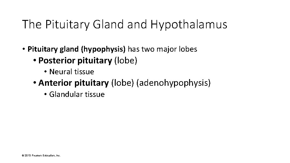 The Pituitary Gland Hypothalamus • Pituitary gland (hypophysis) has two major lobes • Posterior