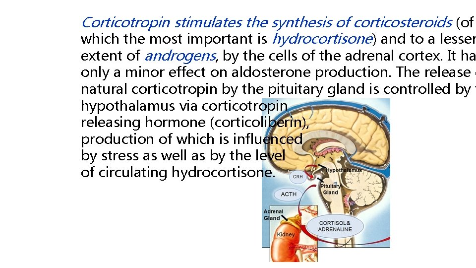 Corticotropin stimulates the synthesis of corticosteroids (of which the most important is hydrocortisone) and