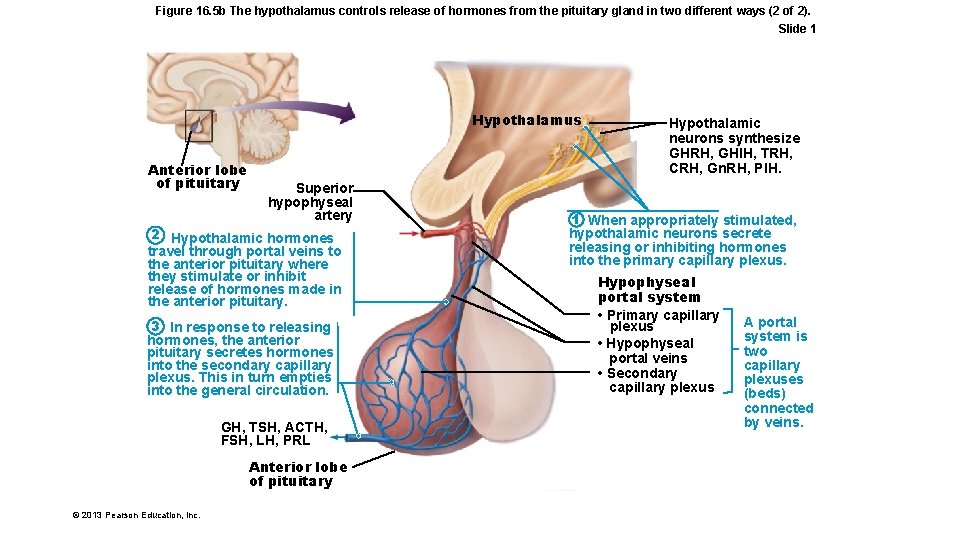 Figure 16. 5 b The hypothalamus controls release of hormones from the pituitary gland